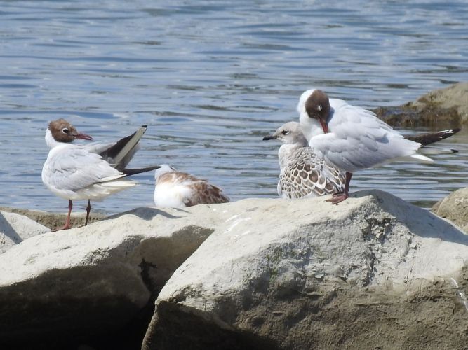Mouette mélanocéphale  - Jörg Schmitz