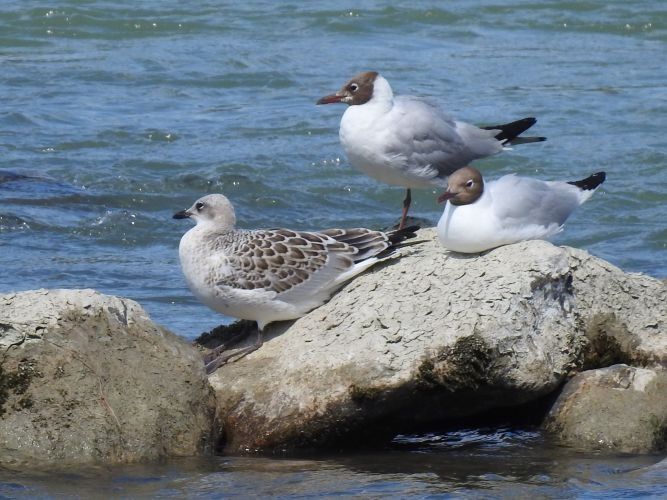 Mouette mélanocéphale  - Jörg Schmitz