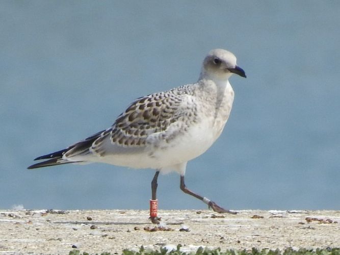 Mouette mélanocéphale  - Jörg Schmitz