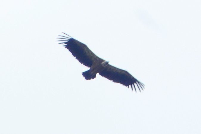 Vautour fauve 