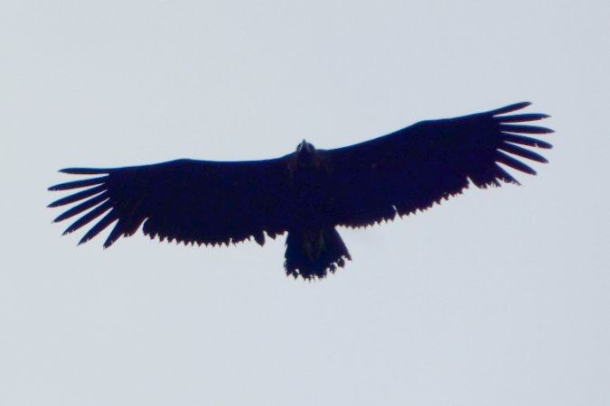 Vautour moine 