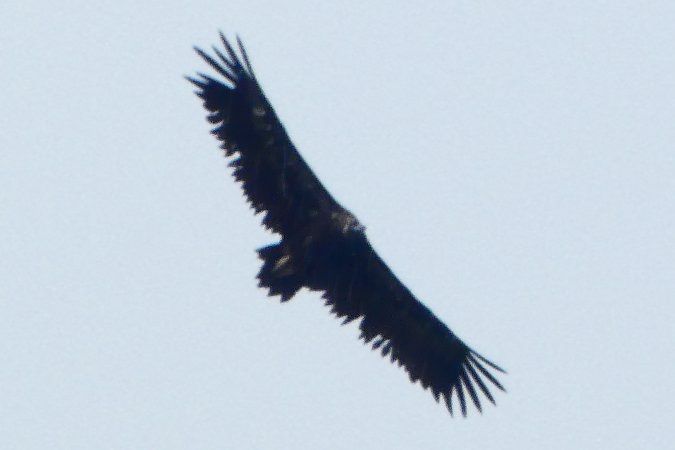 Vautour moine 