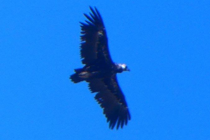 Vautour moine 