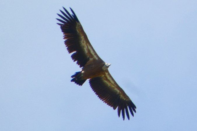 Vautour fauve 