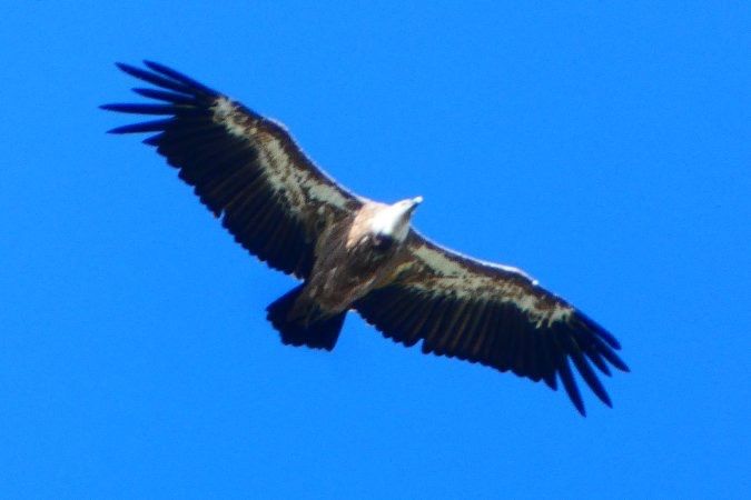 Vautour fauve 