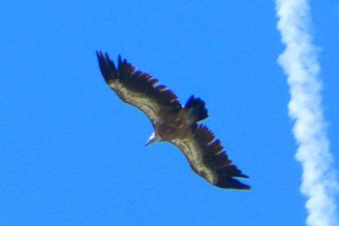 Vautour fauve 