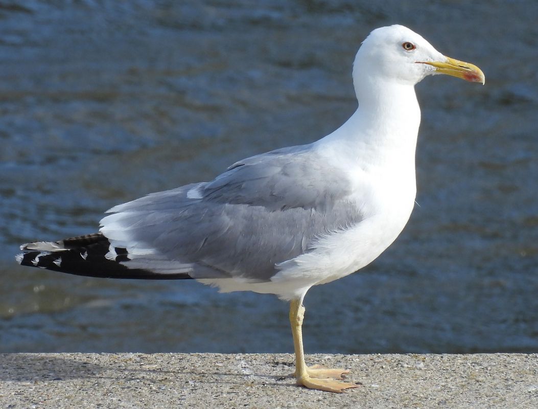 Gull hybrid, unidentified  - Benjamin Hofmann