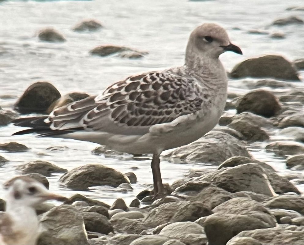 Mouette mélanocéphale  - Oliver Kail