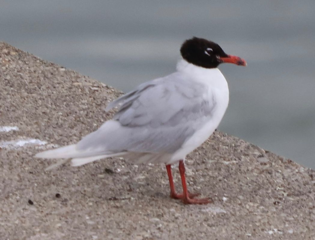 Mouette mélanocéphale  - Oliver Kail