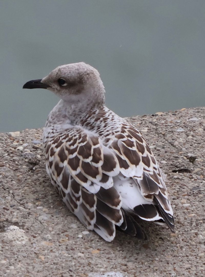 Mouette mélanocéphale  - Oliver Kail