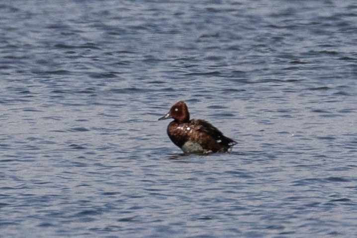 Fuligule nyroca  - Viehböck Helga