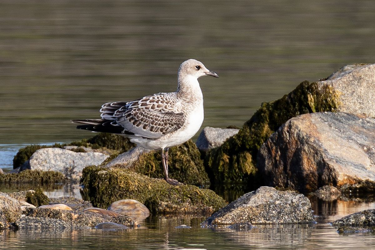 Mouette mélanocéphale  - Viehböck Helga