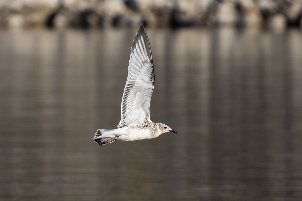 Mouette mélanocéphale  - Viehböck Helga