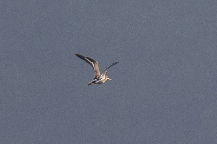 Black-tailed Godwit  - Viehböck Helga