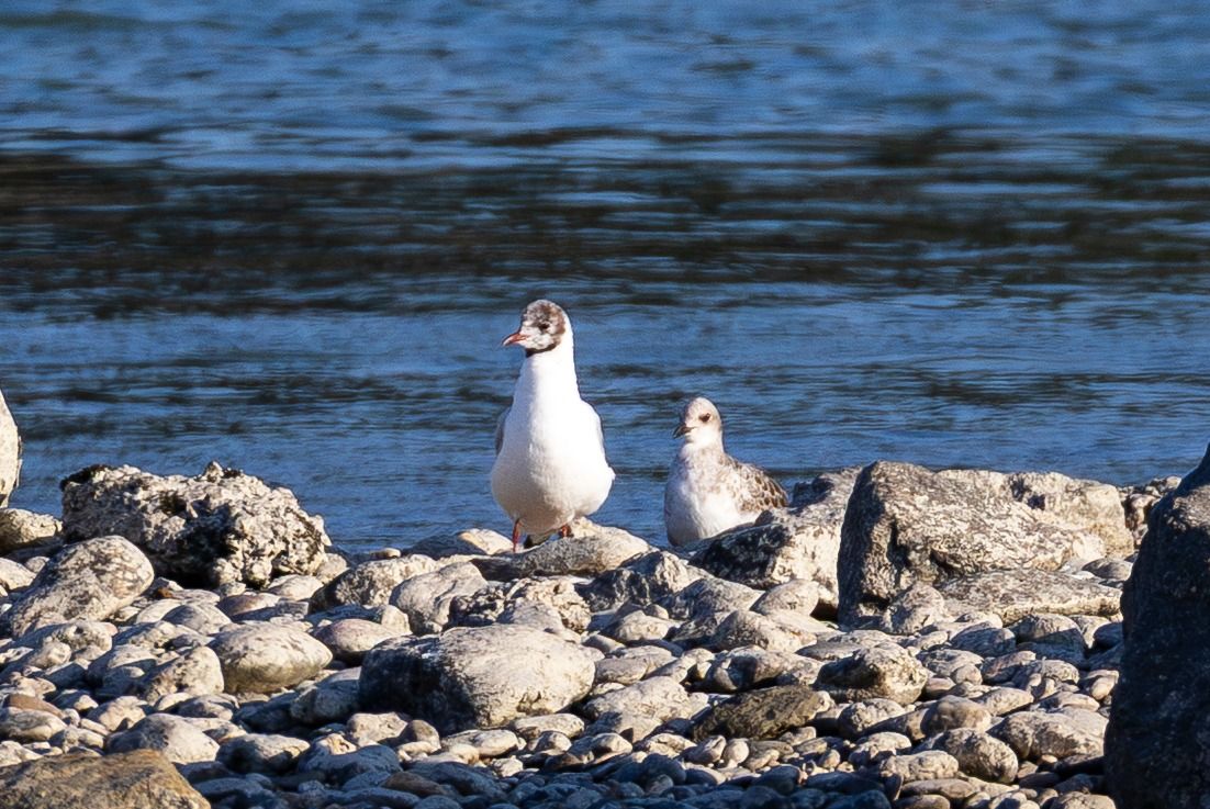 Mouette mélanocéphale  - Viehböck Helga