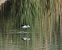 Echasse blanche  - Gerhard Rieder