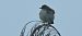 Zitting Cisticola  - Ingrid Bistan