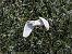 Héron garde-boeufs  - Christa & Thomas Pumberger
