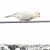 Oiseau indéterminé  - Walter und Anne Scherer