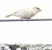 Oiseau indéterminé  - Walter und Anne Scherer