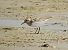 Bécasseau sanderling  - Samuel Schnierer