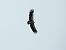 Vautour fauve  - Laurenz Krisch