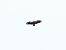 Vautour fauve  - Laurenz Krisch