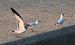 Mouette mélanocéphale  - Jiri Vratny
