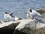 Mouette mélanocéphale  - Jörg Schmitz