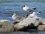 Mouette mélanocéphale  - Jörg Schmitz