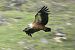 Vautour fauve 