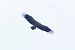 Vautour fauve 