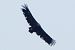 Vautour moine 