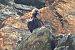 Vautour moine 