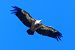 Vautour fauve 