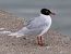 Mouette mélanocéphale  - Oliver Kail