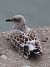 Mouette mélanocéphale  - Oliver Kail