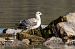 Mouette mélanocéphale  - Viehböck Helga