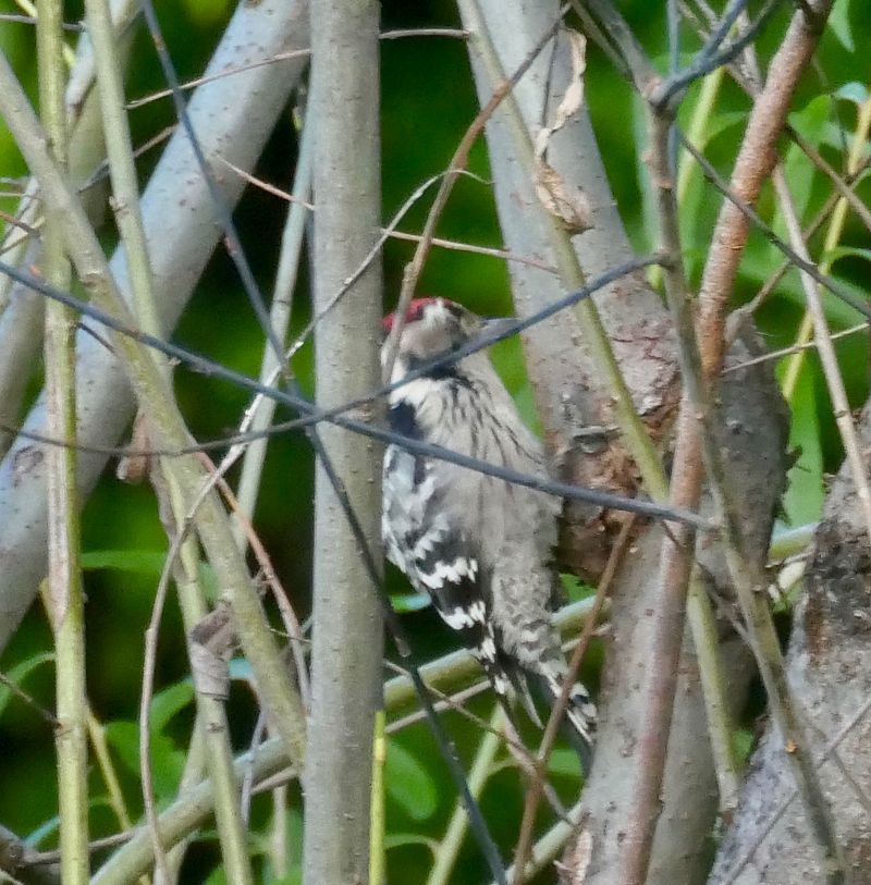 Oiseau indéterminé 