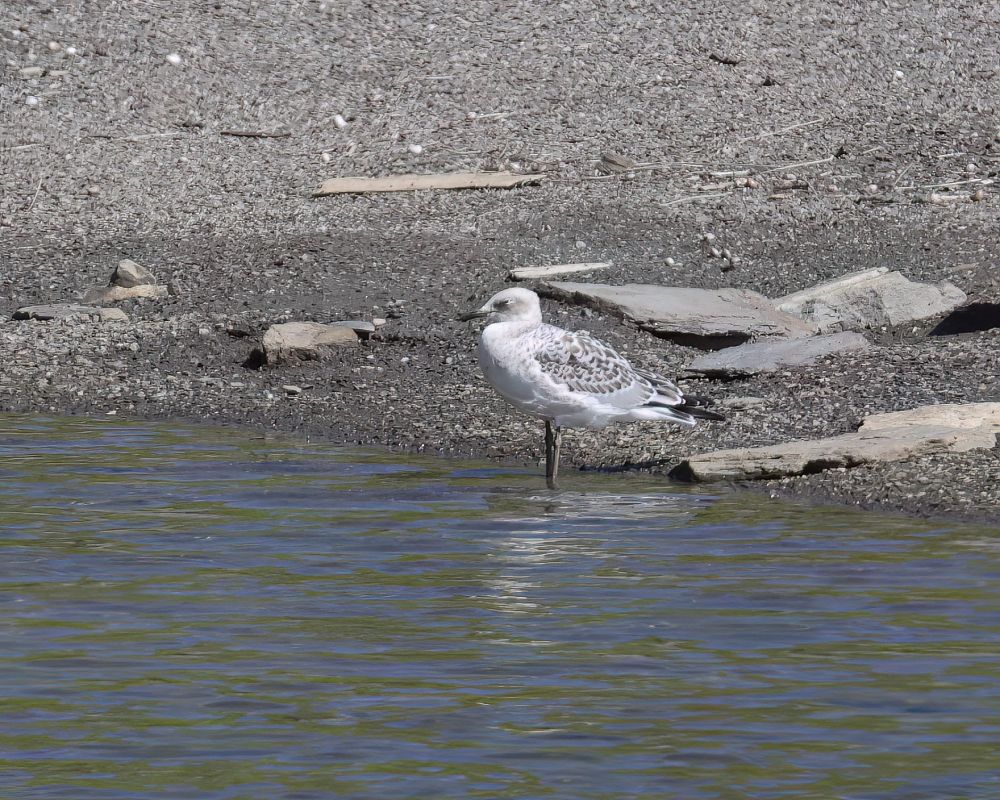 Mouette mélanocéphale  - Gerhard Rieder
