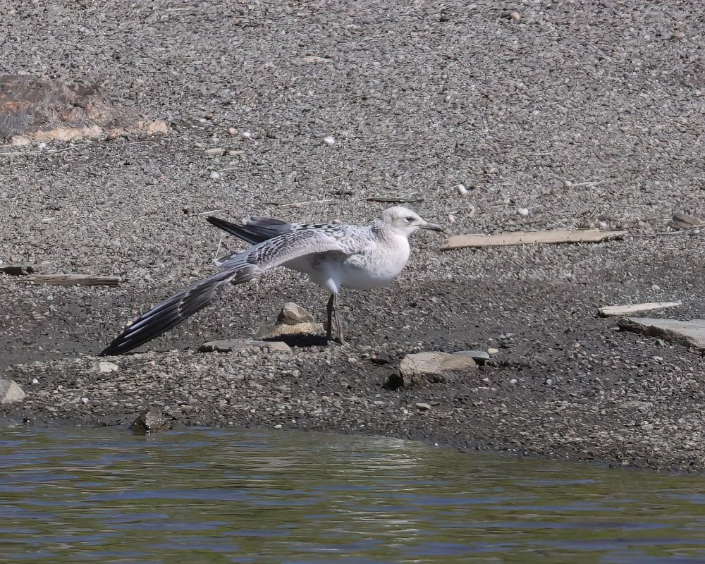 Mouette mélanocéphale  - Gerhard Rieder