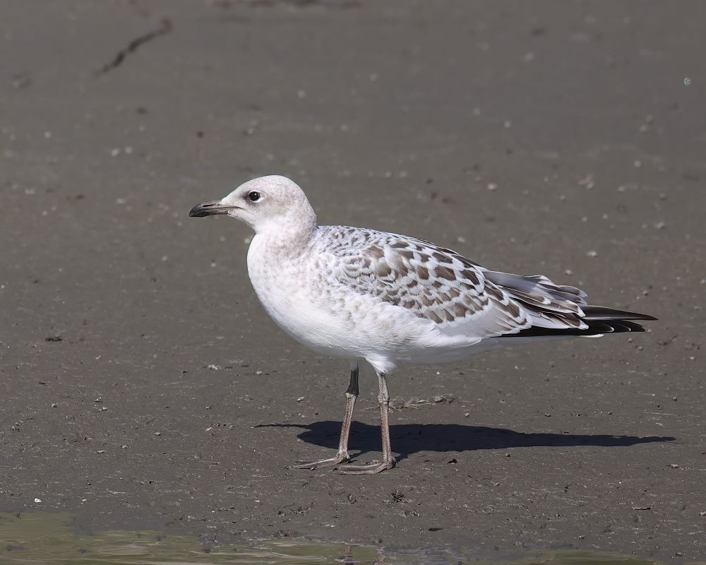 Mouette mélanocéphale  - Gerhard Rieder