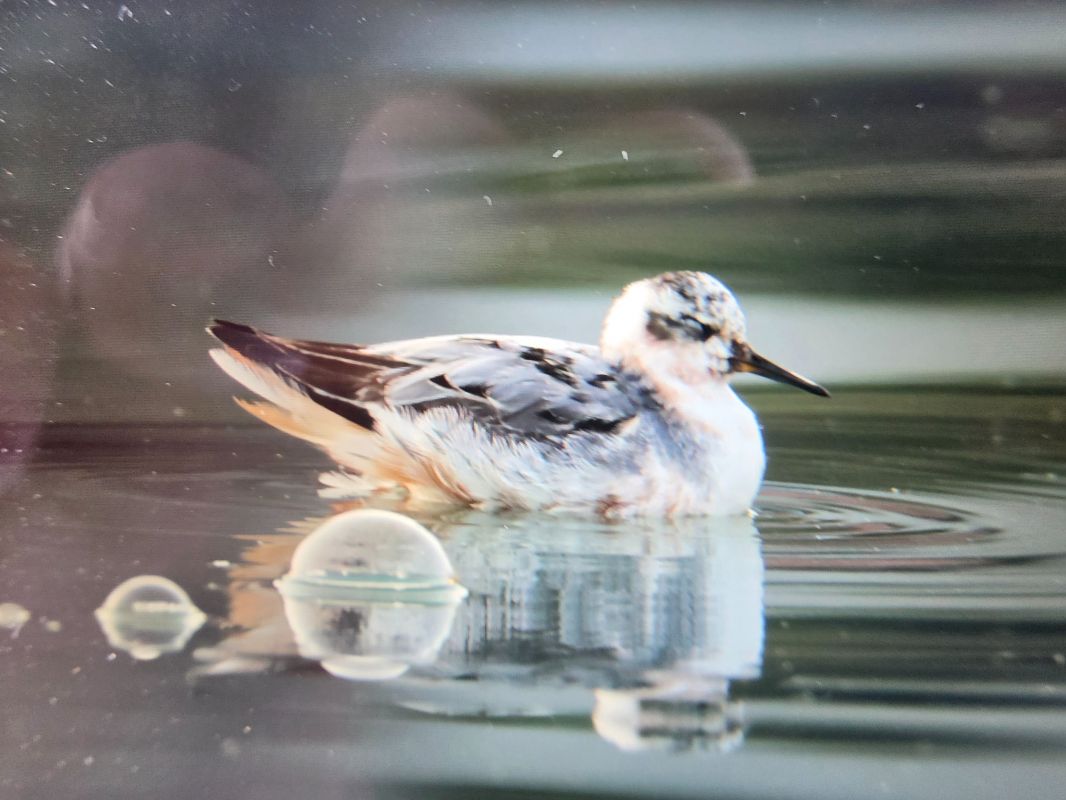 Phalarope à bec large  - Gerhard Rieder