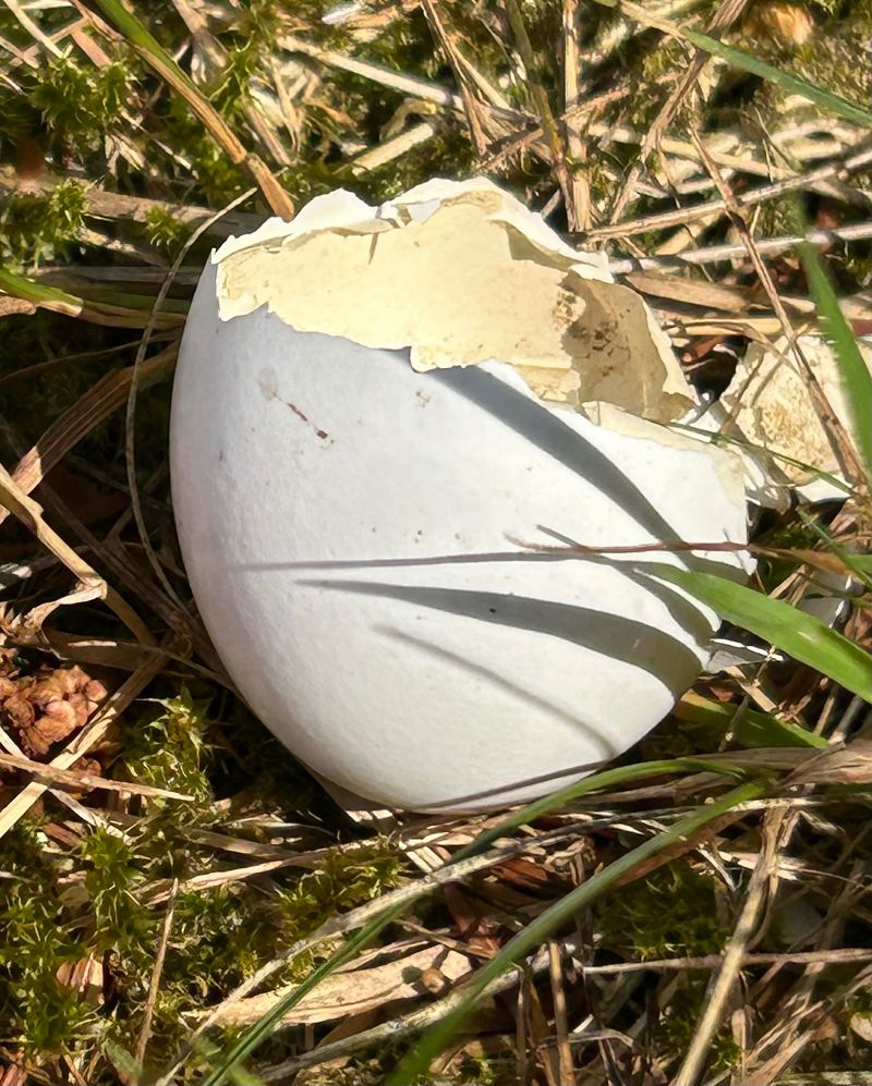 Oiseau indéterminé 