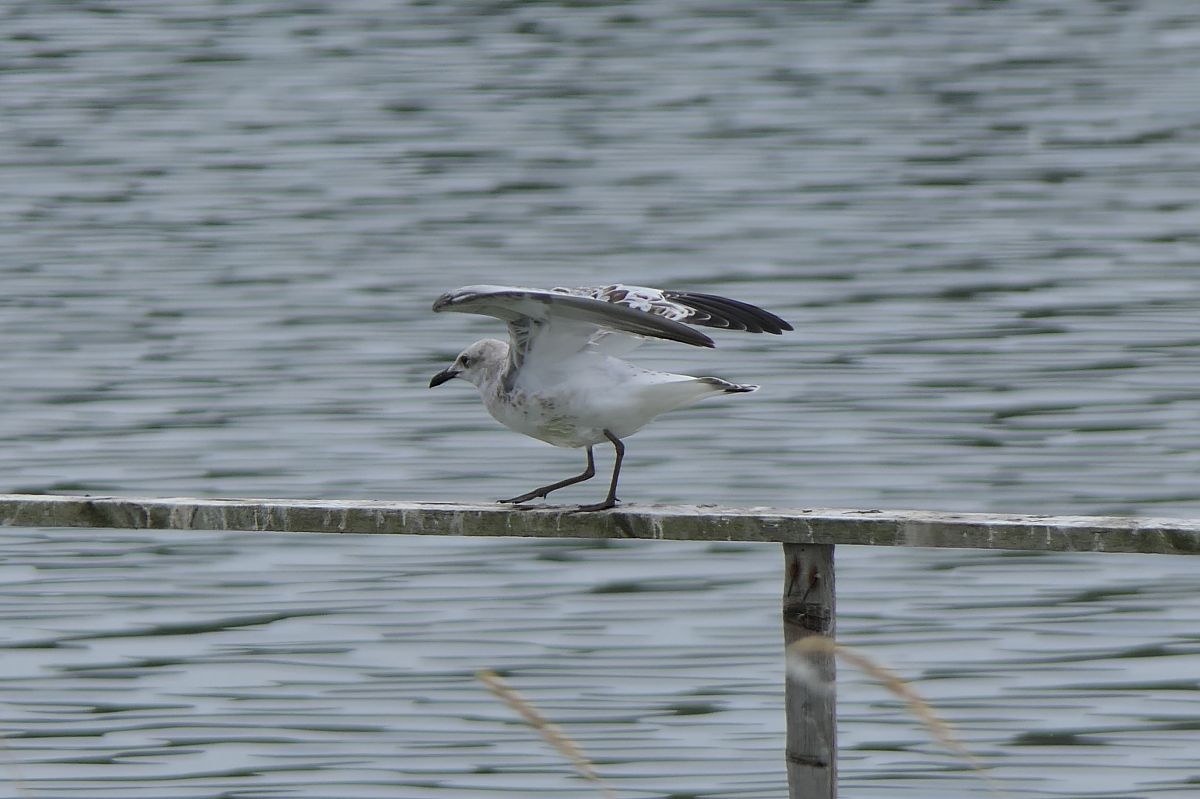 Mouette mélanocéphale  - Werner Zimmermann