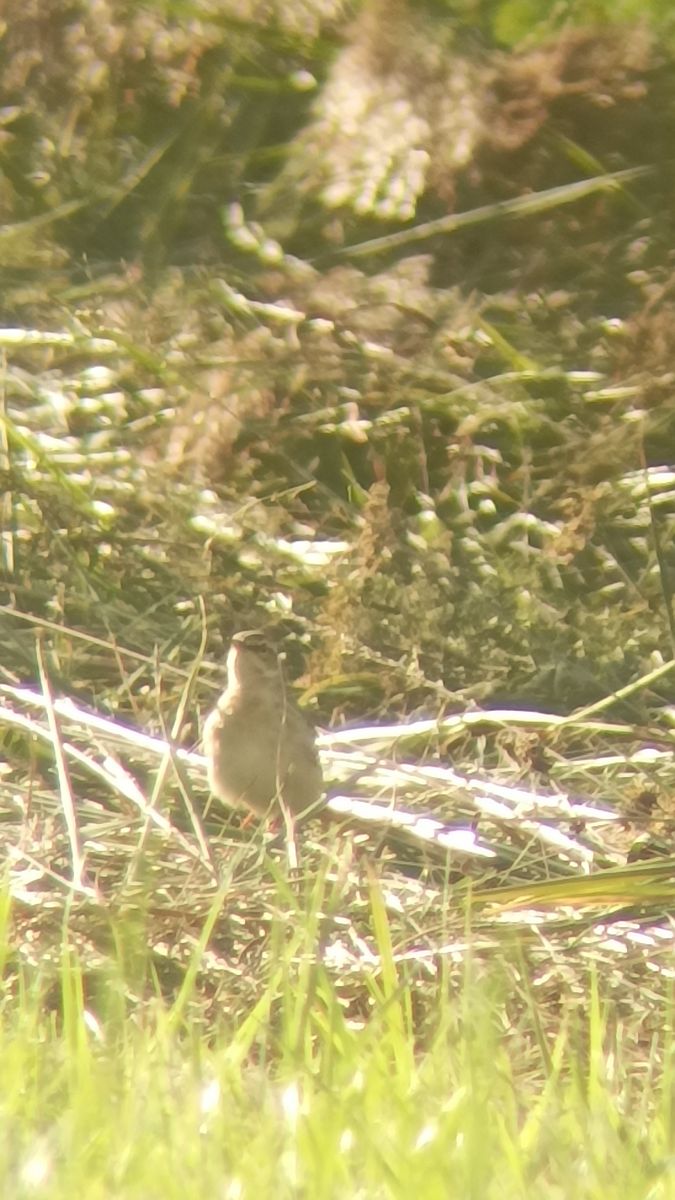 Pipit rousseline  - Clemens H