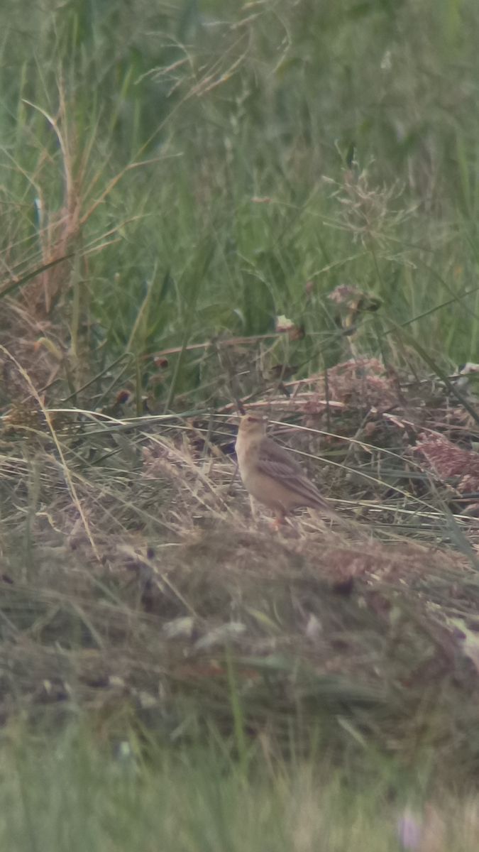 Pipit rousseline  - Clemens H