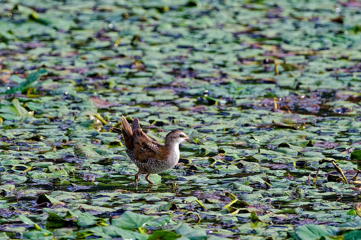 Marouette poussin  - Pamela Rawnsley