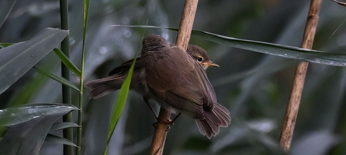 Oiseau indéterminé  - Ingrid Bistan