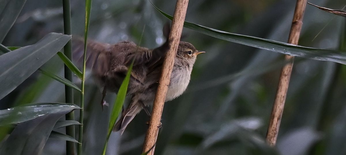 unbestimmter Vogel  - Ingrid Bistan